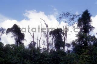 Bekas Kebakaran Hutan Di Tanjung Manis DATATEMPO