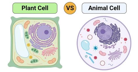 plant cell  animal cell  major differences