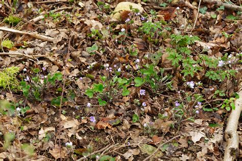 Leberblümchen Hepatica nobilis 4 Leberblümchen Hepati Flickr