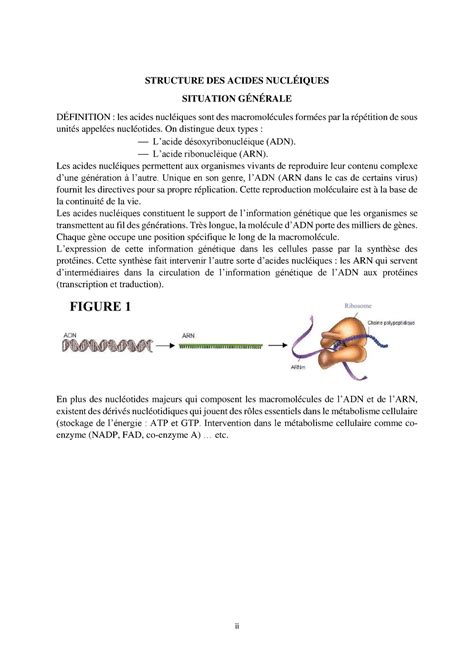 Les acides nucléiques structure et analyses ii STRUCTURE DES ACIDES