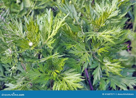 Wormwood Stock Photo - Image: 41687571