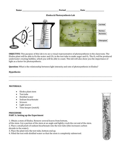 Photosynthesis Lab With Elodea