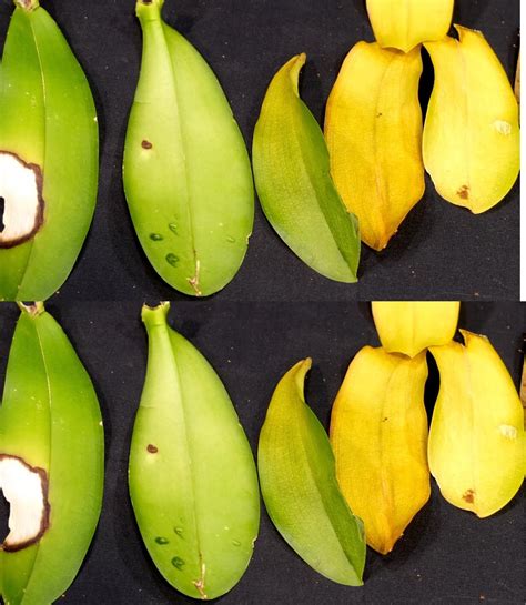 Orquídea hojas amarillas descubre este remedio Consejos Brillantes