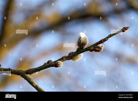 Beautiful Pussy Willow Branch With Catkins Outdoors Closeup Stock Photo Alamy