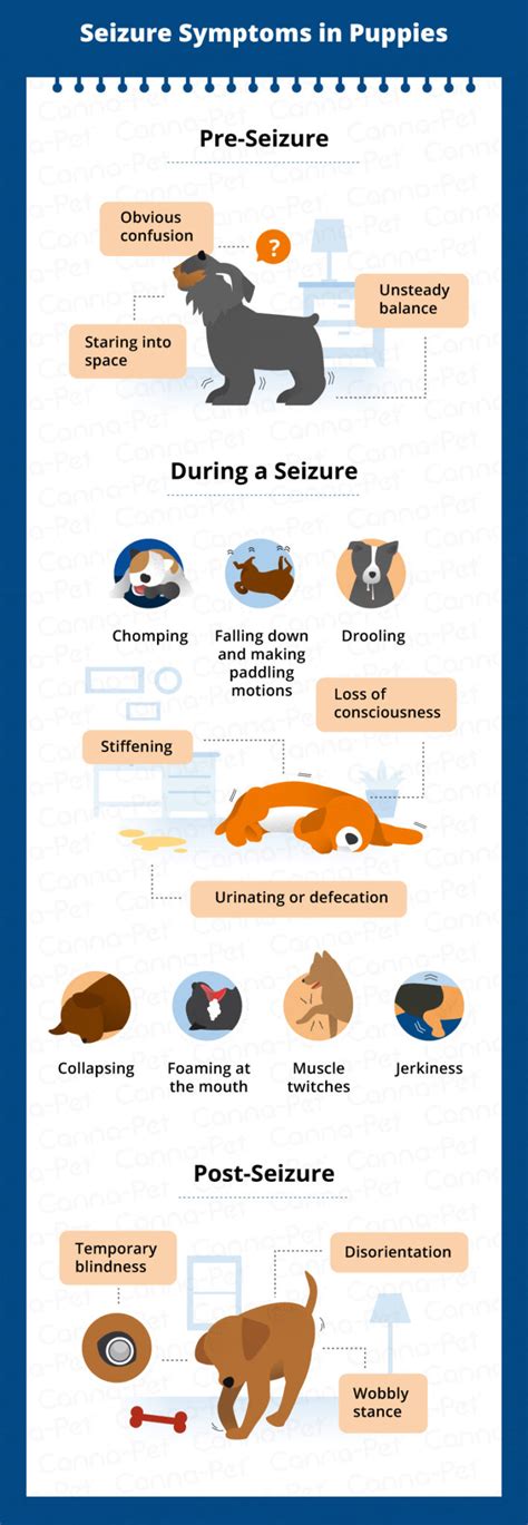 What Causes Dog Seizures