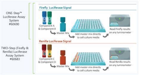 Luciferase Assay Reagents Sensitive Stable Convenient