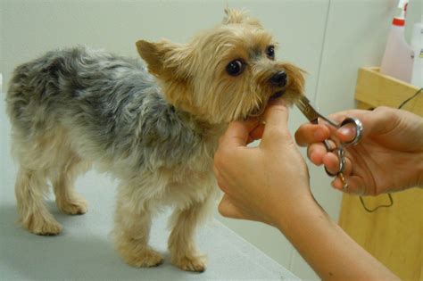 Dove Adottare Un Cane In Sicilia La Guida