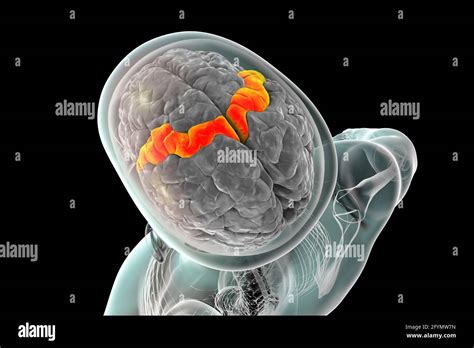 Human Brain With Highlighted Precentral Gyrus Illustration Stock Photo