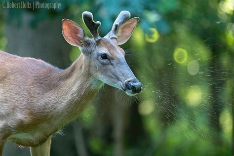 Sneezing Animals, AHCHOO! | Flickr