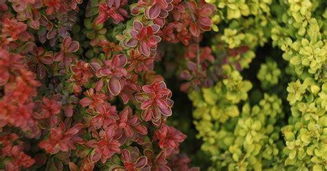 How to Grow and Care for Barberry Shrubs – Make House Cool