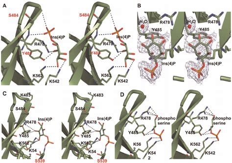 Detailed Stereo Diagrams Of Bound Ligands A Interactions Made By Download Scientific