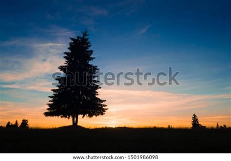 Sunset Pine Tree Silhouette Stock Photo 1501986098 | Shutterstock