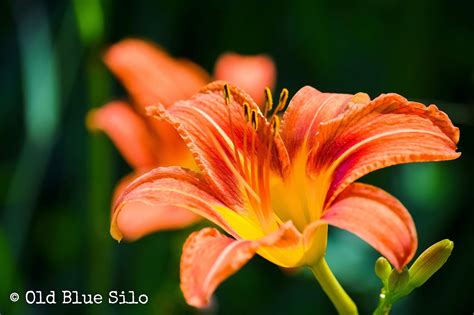 Blue Tiger Lily Flower