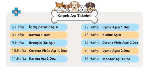 Köpeklerin Olması Gereken Aşılar Ve Bilgiler PatiGram