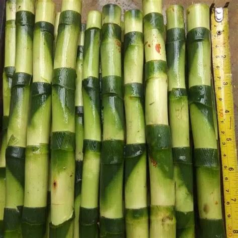 Jual Sri Rezeki Bambu Hoki Tanaman Hias Shopee Indonesia