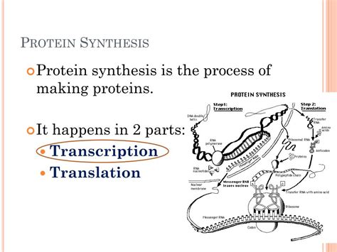 Ppt Transcription Powerpoint Presentation Free Download Id2067457