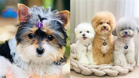 12 Hypoallergenic Dogs Don't Shed | Puppies Club