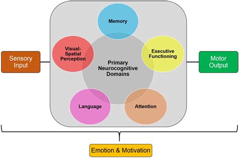 Frontiers Potentials And Pitfalls Of Cross Translational Models Of