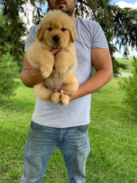 Past Puppies Priderock Golden Retrievers