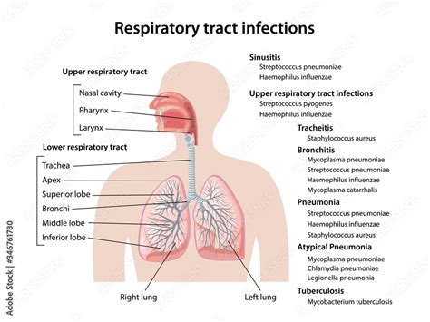 Human Respiratory System With Description Of The Corresponding Parts Respiratory Tract