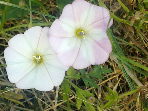 Campanilla Correhuela Corrig Ela Convolvulus Althaeoides