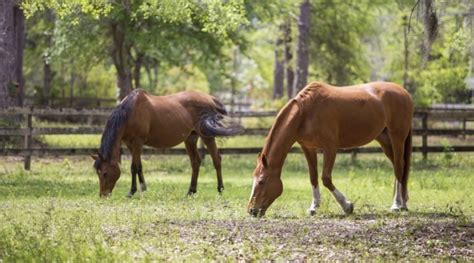 Equine Infectious Anemia Found In Nc Horses Morning Ag Clips