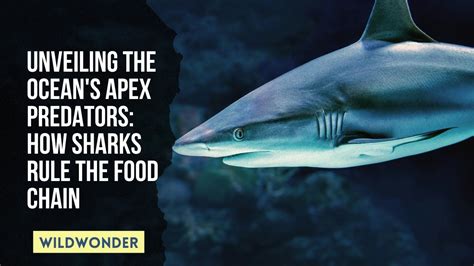 Unveiling The Ocean S Apex Predators How Sharks Rule The Food Chain