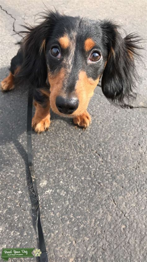 Miniature Dachshund Long Haired Stud Dog In Ny The United States