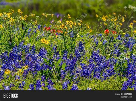 Texas Bluebonnets Image & Photo (Free Trial) | Bigstock