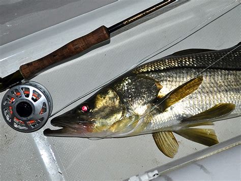 How To Catch Snook On Fly Salt Water Sportsman