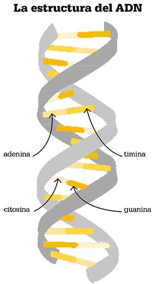 Molecula De Adn De Watson Y Crick - Dinami