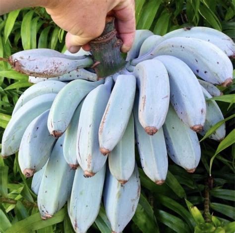 La Blue Java Une Variété De Banane Bleue Au Goût De Vanille