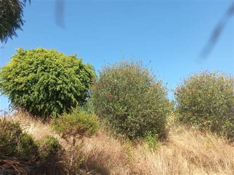 Venta Lote De Terreno En Pueblo Santa Mar A Ahuacatitl N Cuernavaca