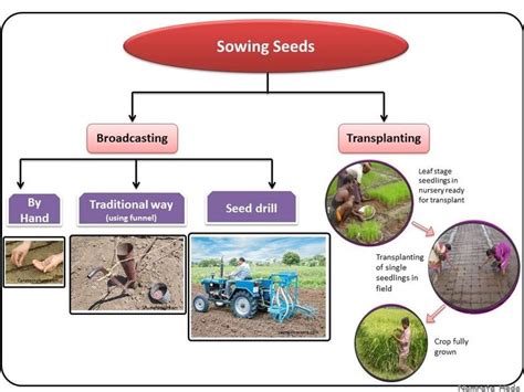 B For Biology Crop Production And Management Part Ii Crop