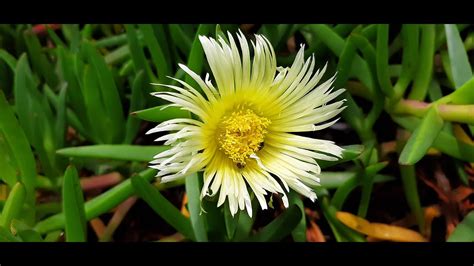 Carpobrotus Edulis Higo Marino U A De Gato Frutilla De Mar U A