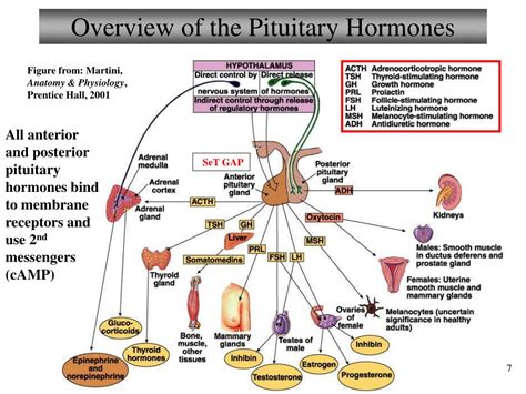 Ppt Chapter 16 Endocrine System Lecture 13 Part 2 Hormone Control