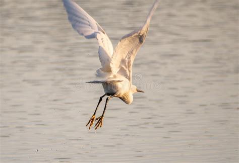 Little Egret Flying Away from the Camera Stock Photo - Image of little ...