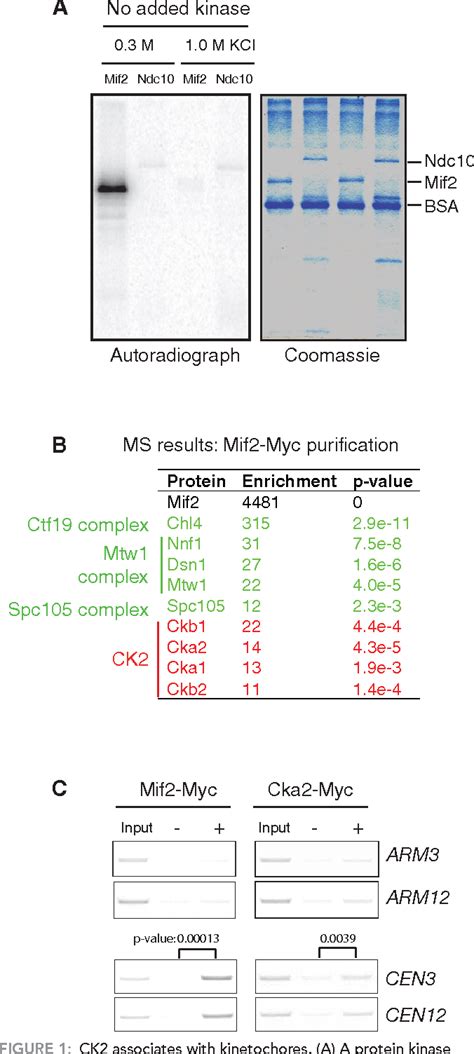 Figure 1 From Overlapping Kinetochore Targets Of CK2 And Aurora B