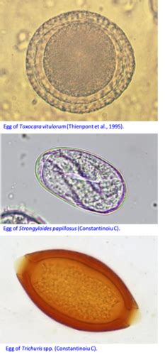 Parasites 3 TV2102 GI Trematodes Cestodes And Protozoa In Ruminants