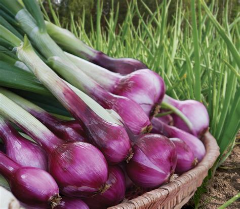 Red Onion Sets - Dutch Valley Growers