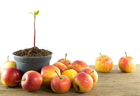 Unterlage F R Den Apfelbaum Das Sollten Sie Wissen