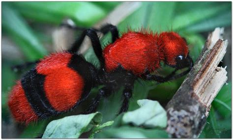 Red Velvet Ant Ants Bee Animals