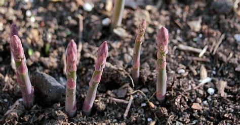 Plante Estas Verduras Perennes Una Vez Y Coseche Su Cosecha A O Tras A O