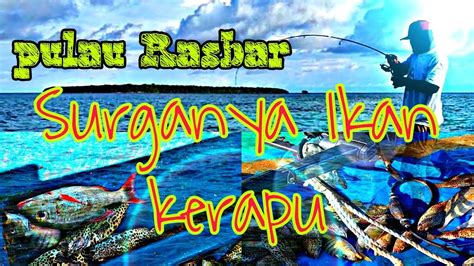 PULAU RASBAR SURGANYA IKAN KERAPU YouTube