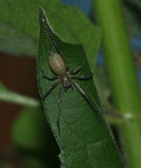 Long Legged Sac Spiders From Guddekeri Karnataka 577424 India On May