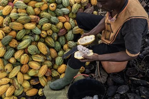 Precio Del Cacao Alcanza Su Nivel M S Alto En A Os