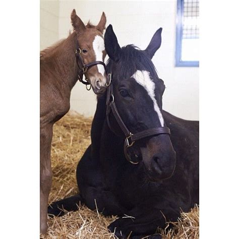 Zenyatta And Her Second Baby Colthe Is One Day Old Here And Born On