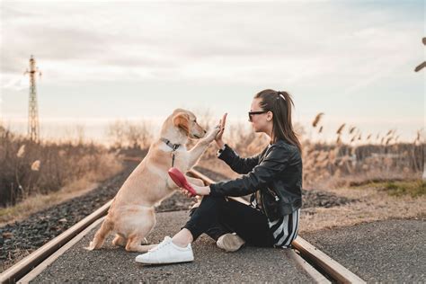 Come si calcola l età dei cani Dog Heroes