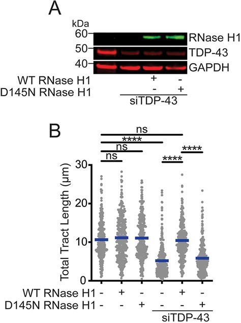 R Loop Resolution By Rnase H1 Resolves Replication Stress In Tdp 43 Download Scientific Diagram