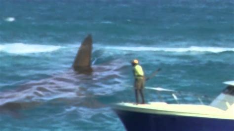 Megalodon Shark Caught On Tape More New Evidence Rare 2015 Youtube